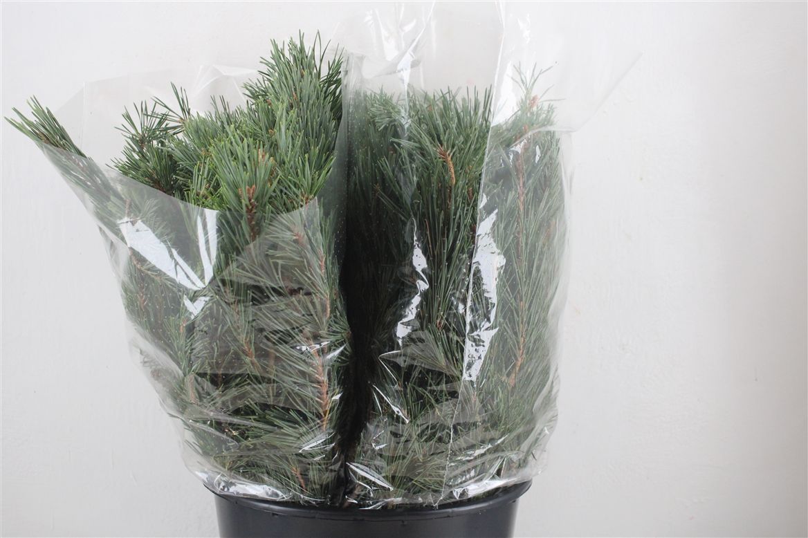 Pinus Strobus