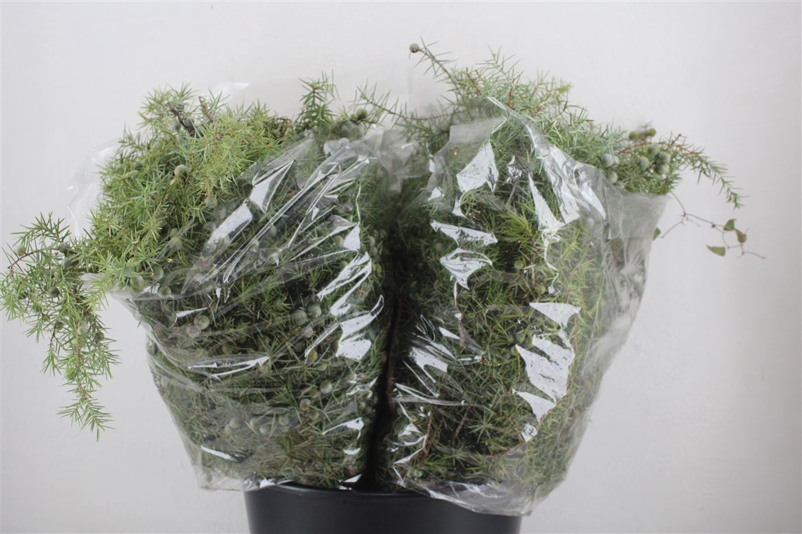 Green 50cm 300gram
