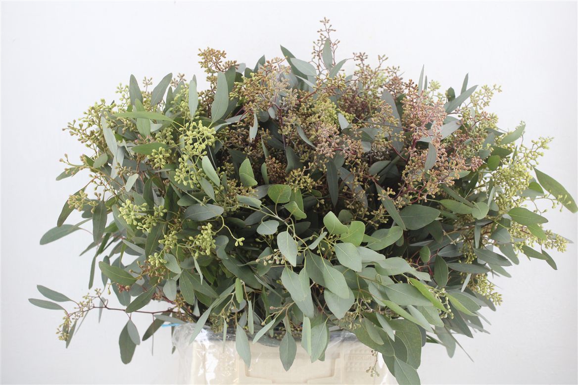 Eucalyptus Bnch Polyanthemos Fru 60cm 300gram