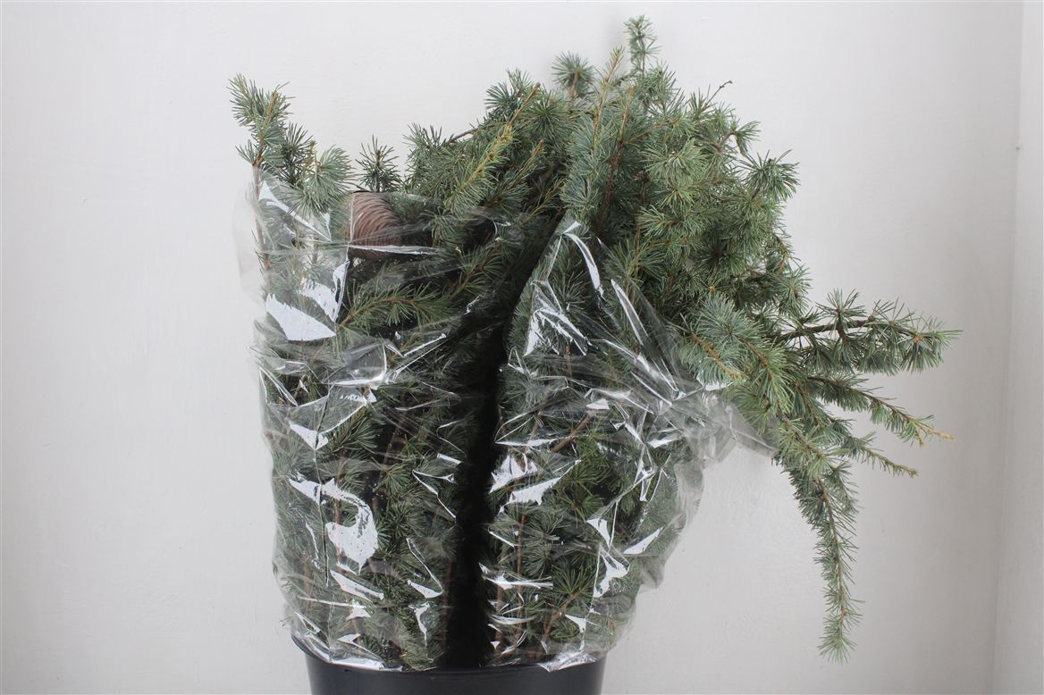 Pinus Strobus
