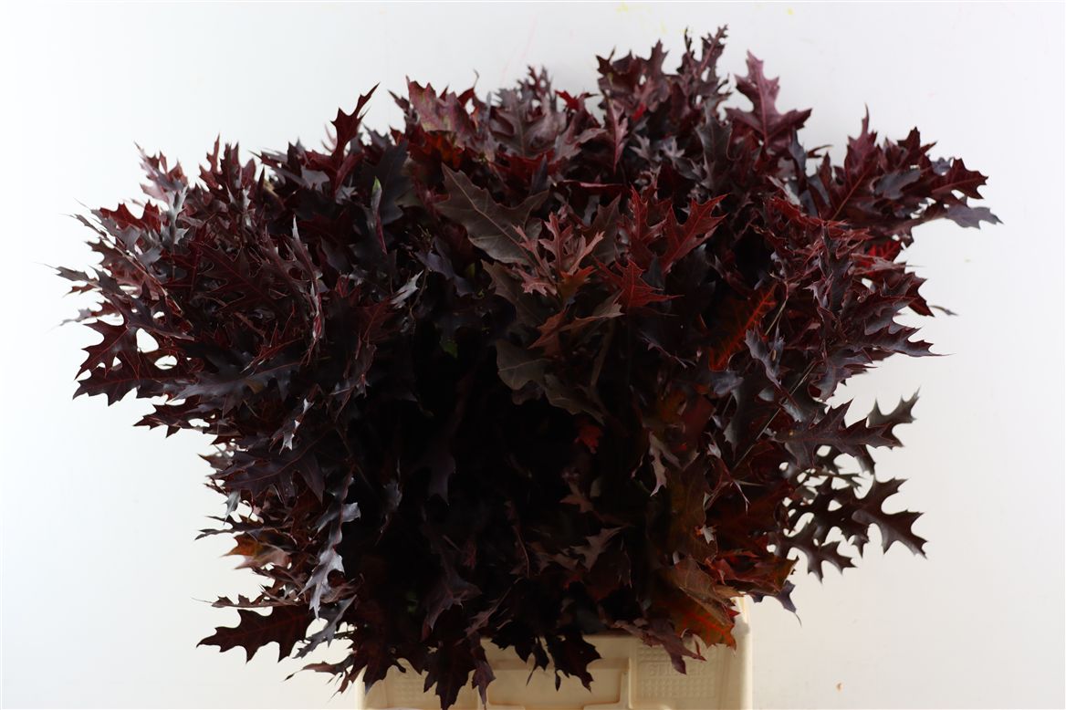 Oak Leaves Preparated/ptd (QUERCUS) 80cm