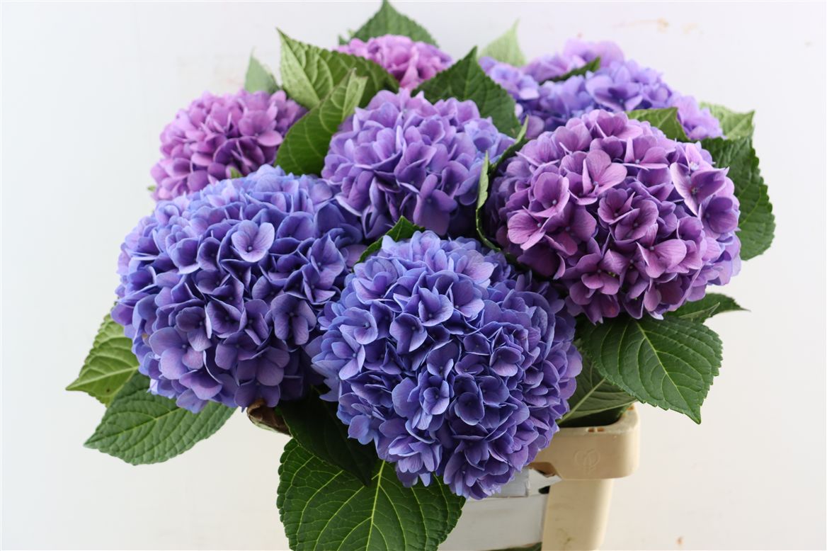 Hydrangea Hilde Blue 60cm 16Ø