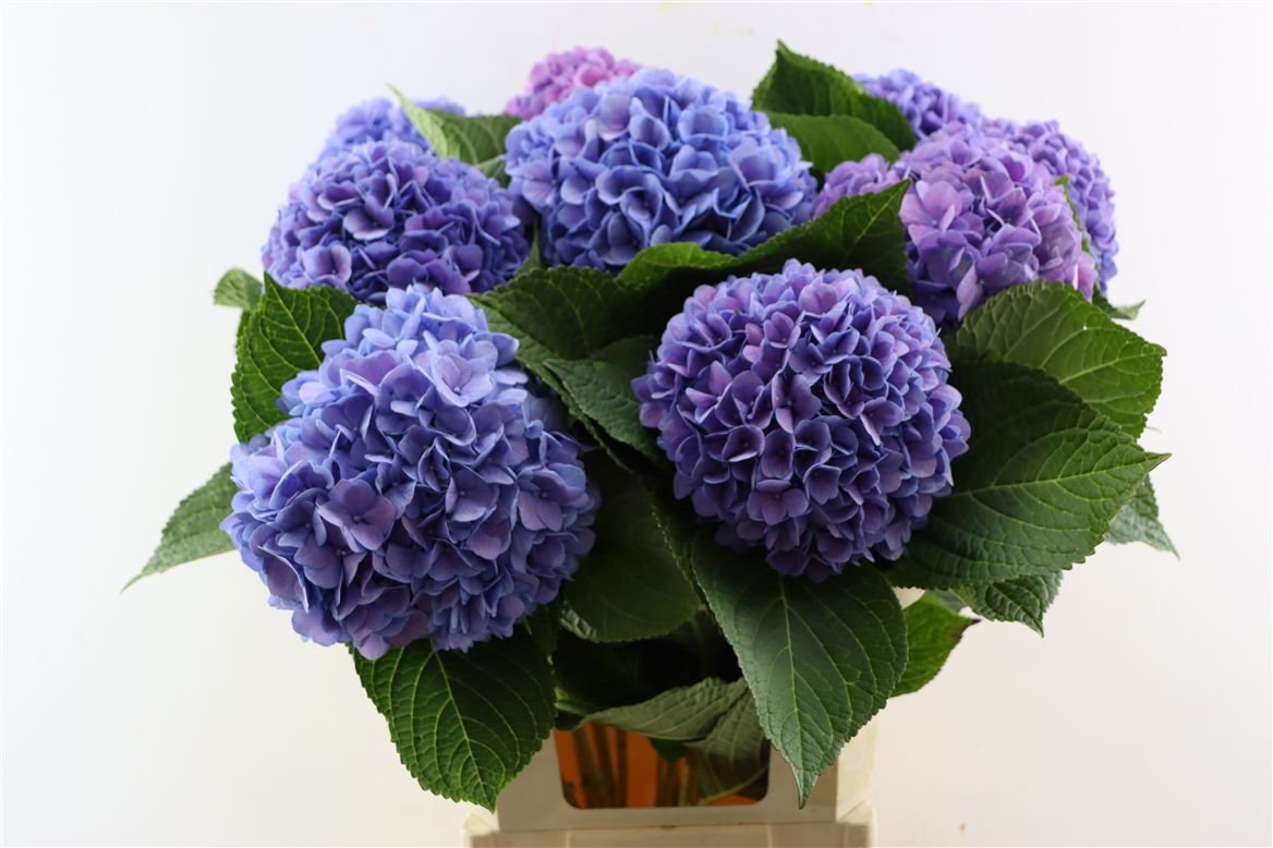 Hydrangea Hilde Blue 80cm 18Ø