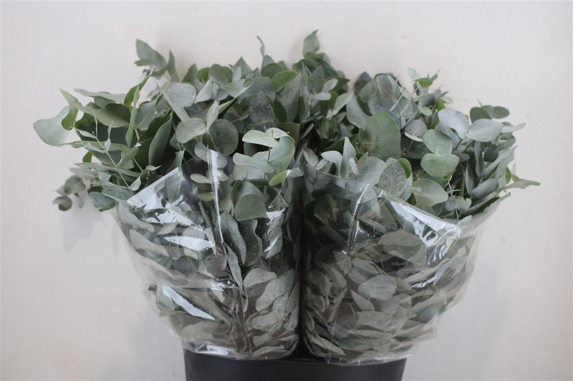 Eucalyptus Cinerea 45cm 150gram