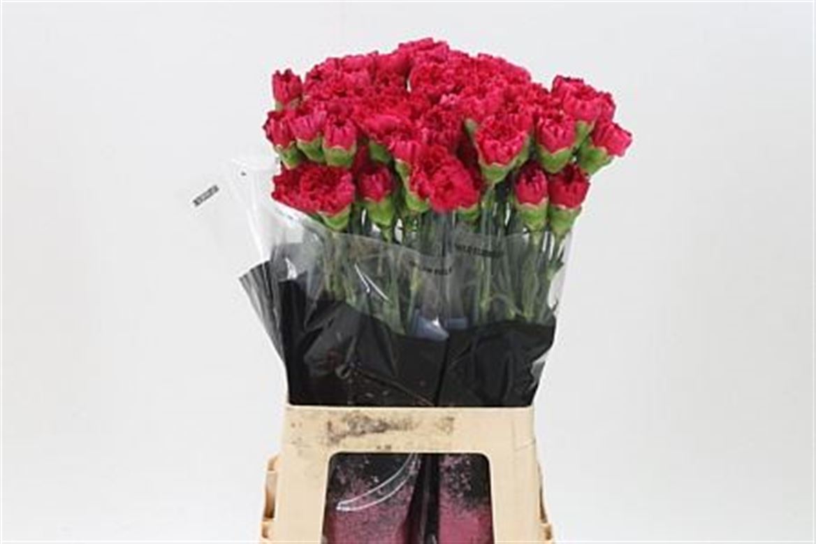 Dianthus Single Bizet 70cm