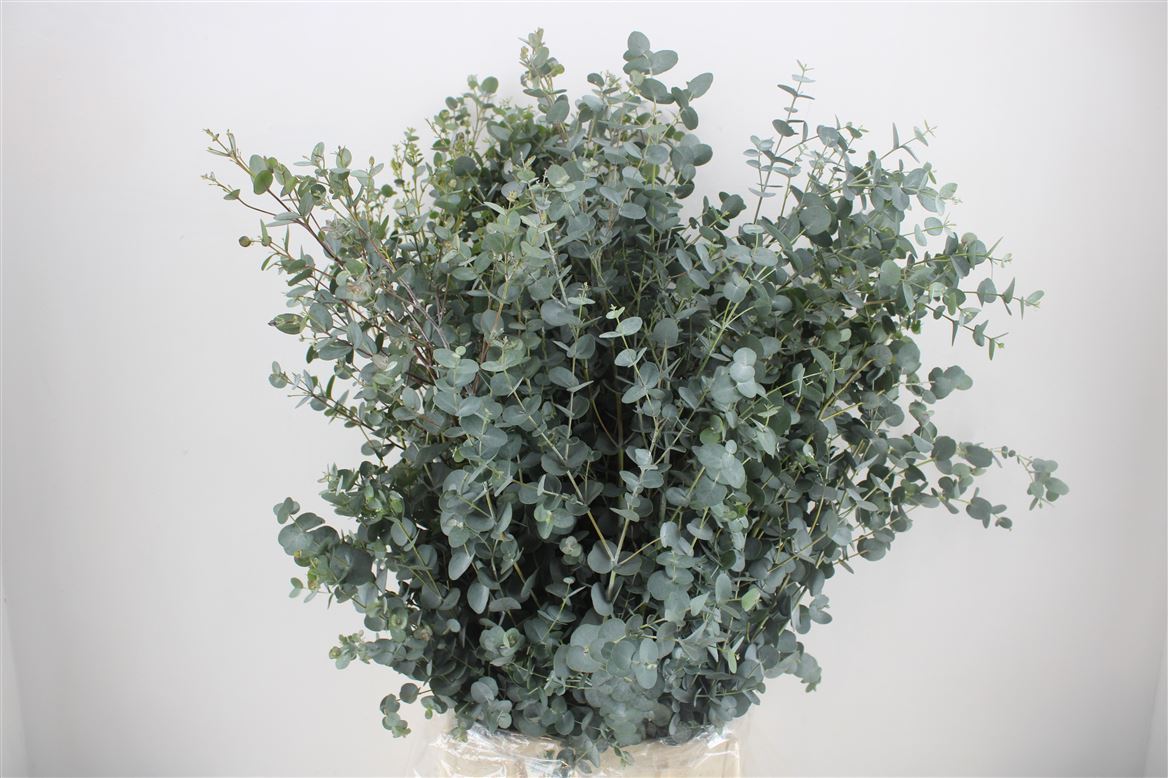 Eucalyptus Gunnii 70cm 300gram