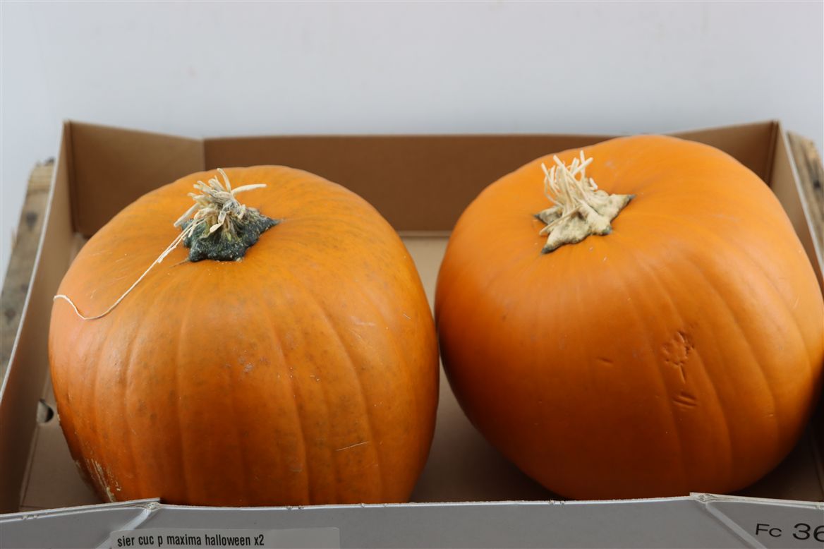 Ornamental Fruits Per Piece