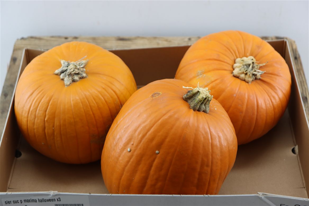 Ornamental Fruits Per Piece