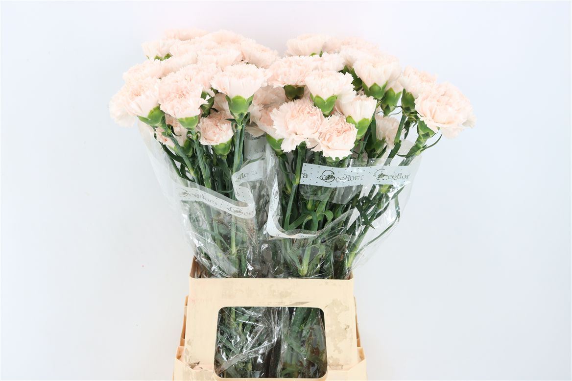 Dianthus Single Brut 70cm