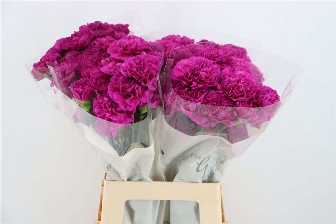Dianthus St 70cm