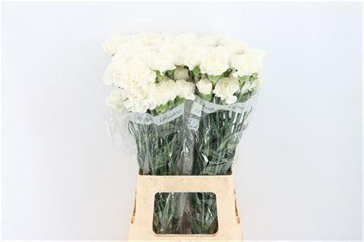 Dianthus Single Polar Route 70cm