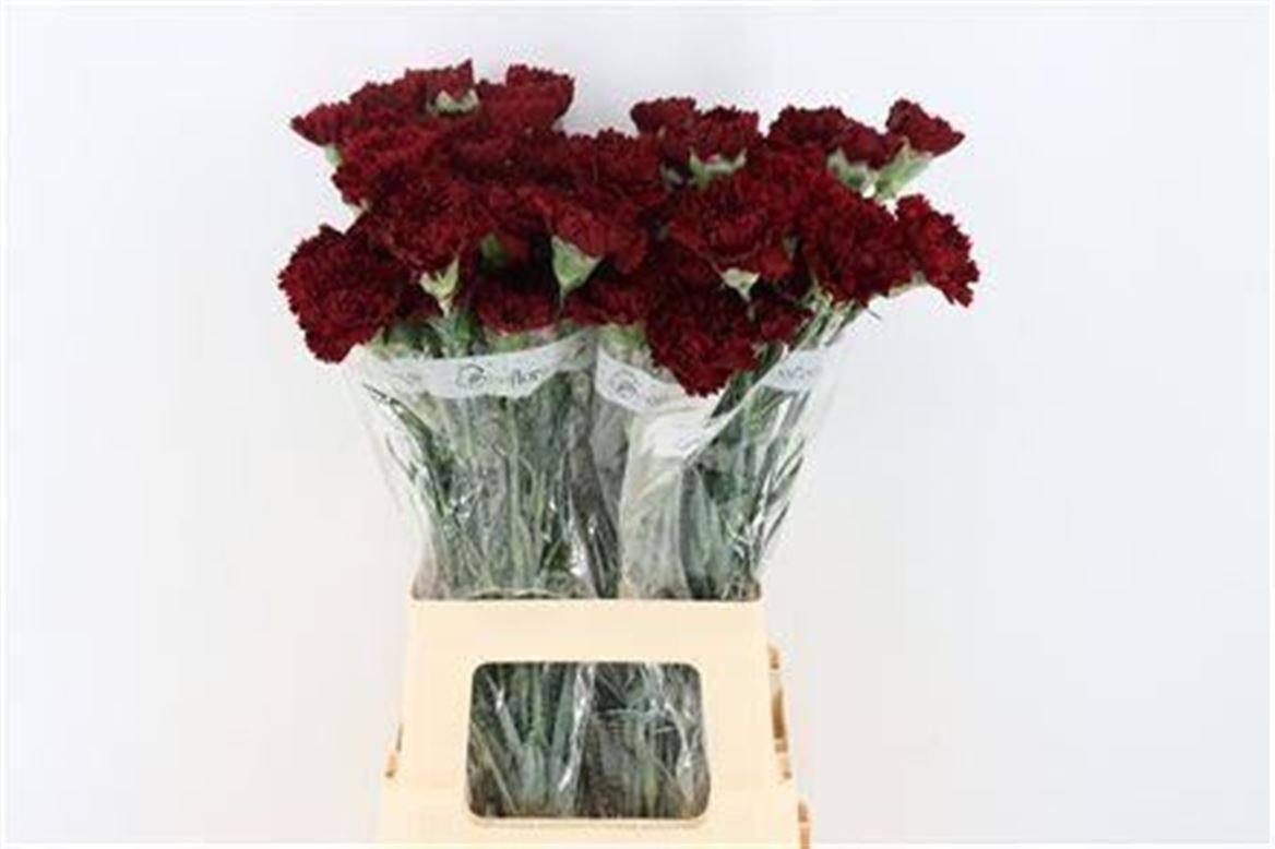 Dianthus Single Sassicaia 70cm