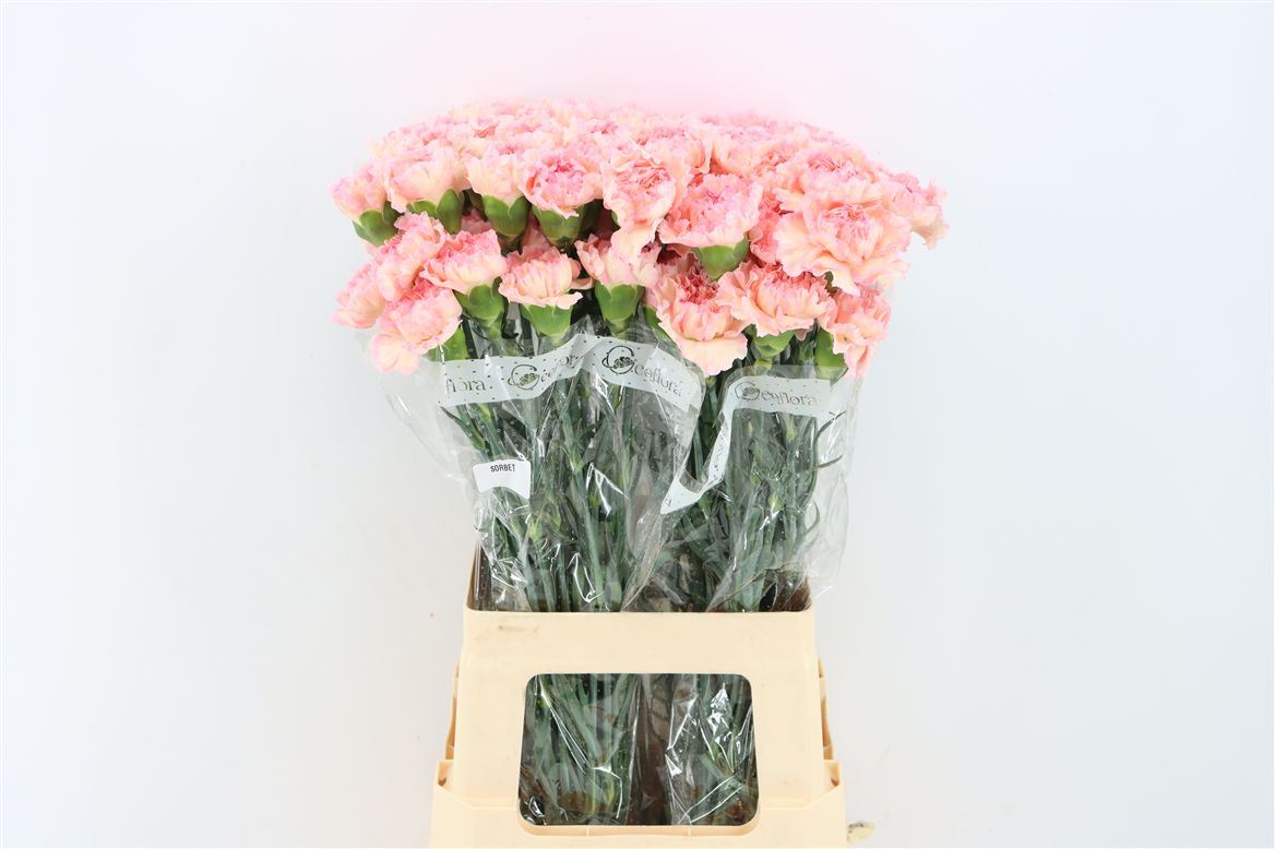 Dianthus Single Sorbet 70cm
