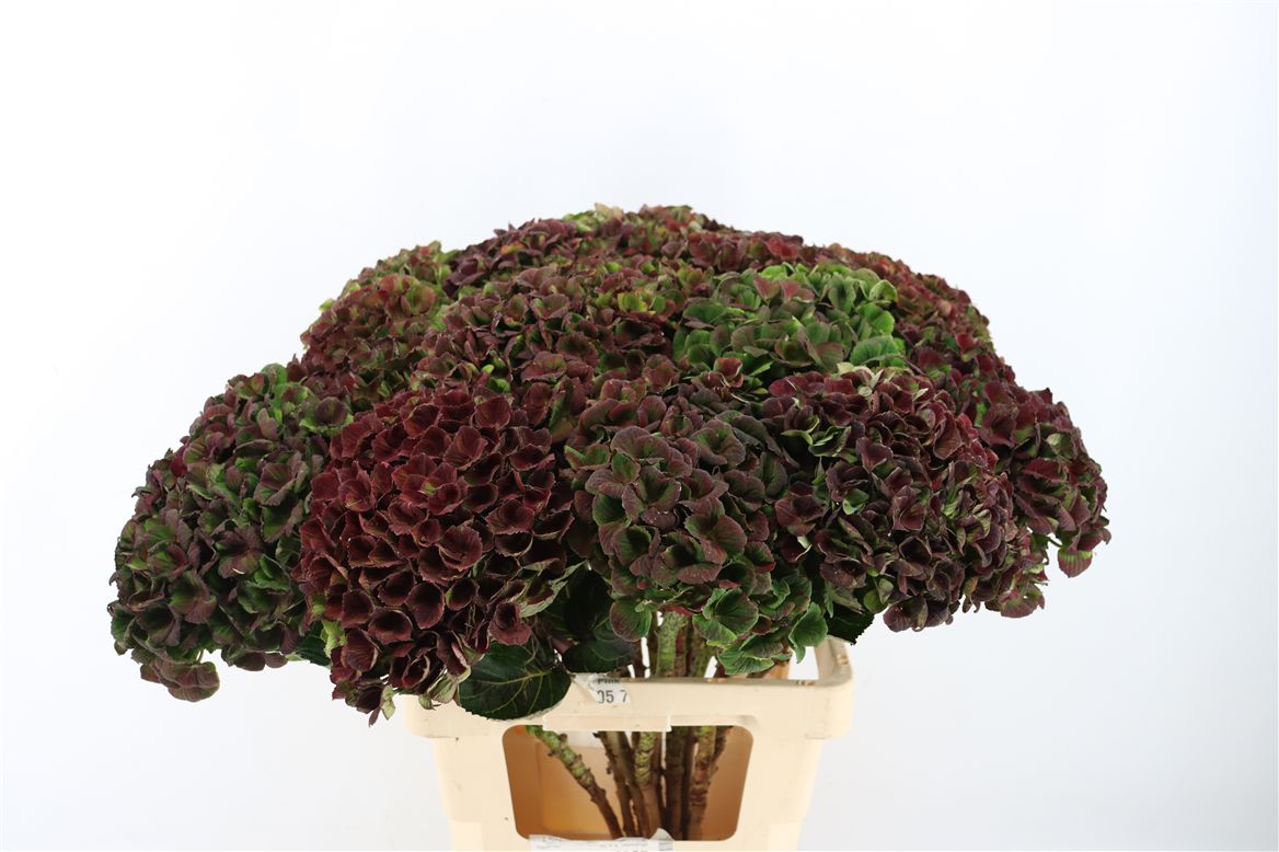 Hydrangea Charlotte 70cm 20Ø