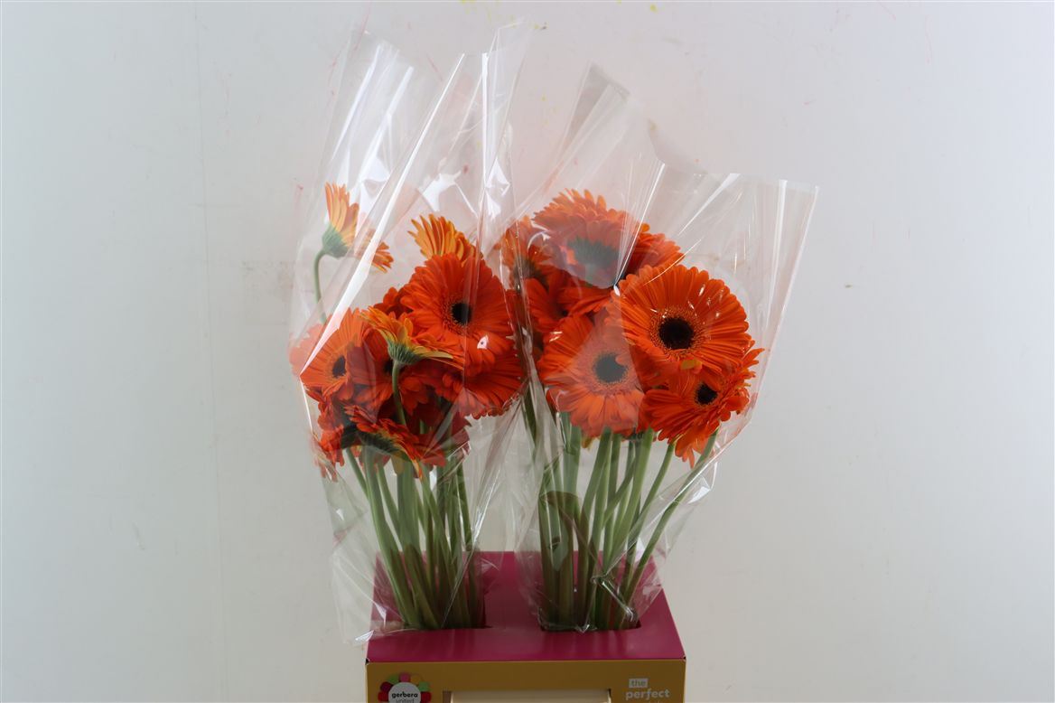Gerbera Applause