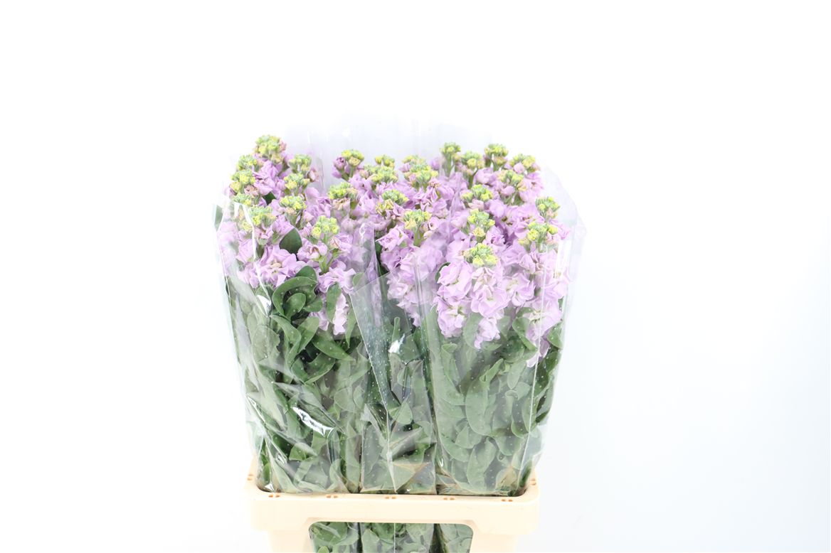 Matthiola Iron Marine 70cm