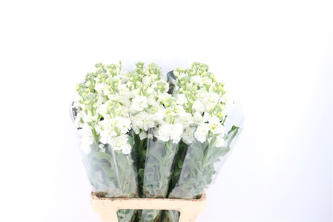 Matthiola Iron White 70cm