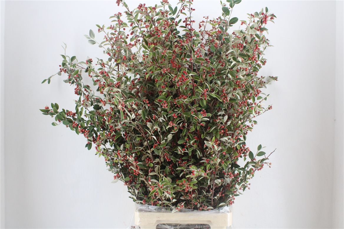 Chaenomeles Per Bunch 110cm 400gram