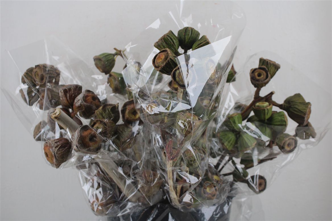 Eucalyptus Leaves Bnch 60cm 1000gram