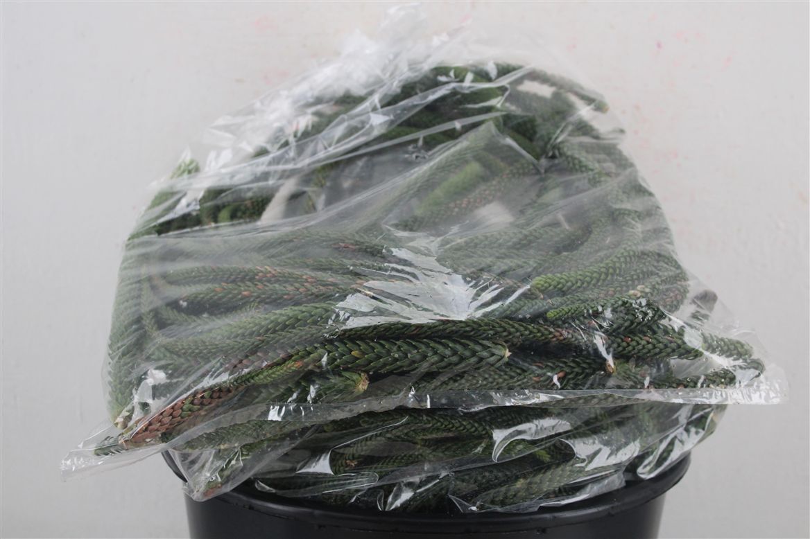 Araucaria Arauc Deco 20cm