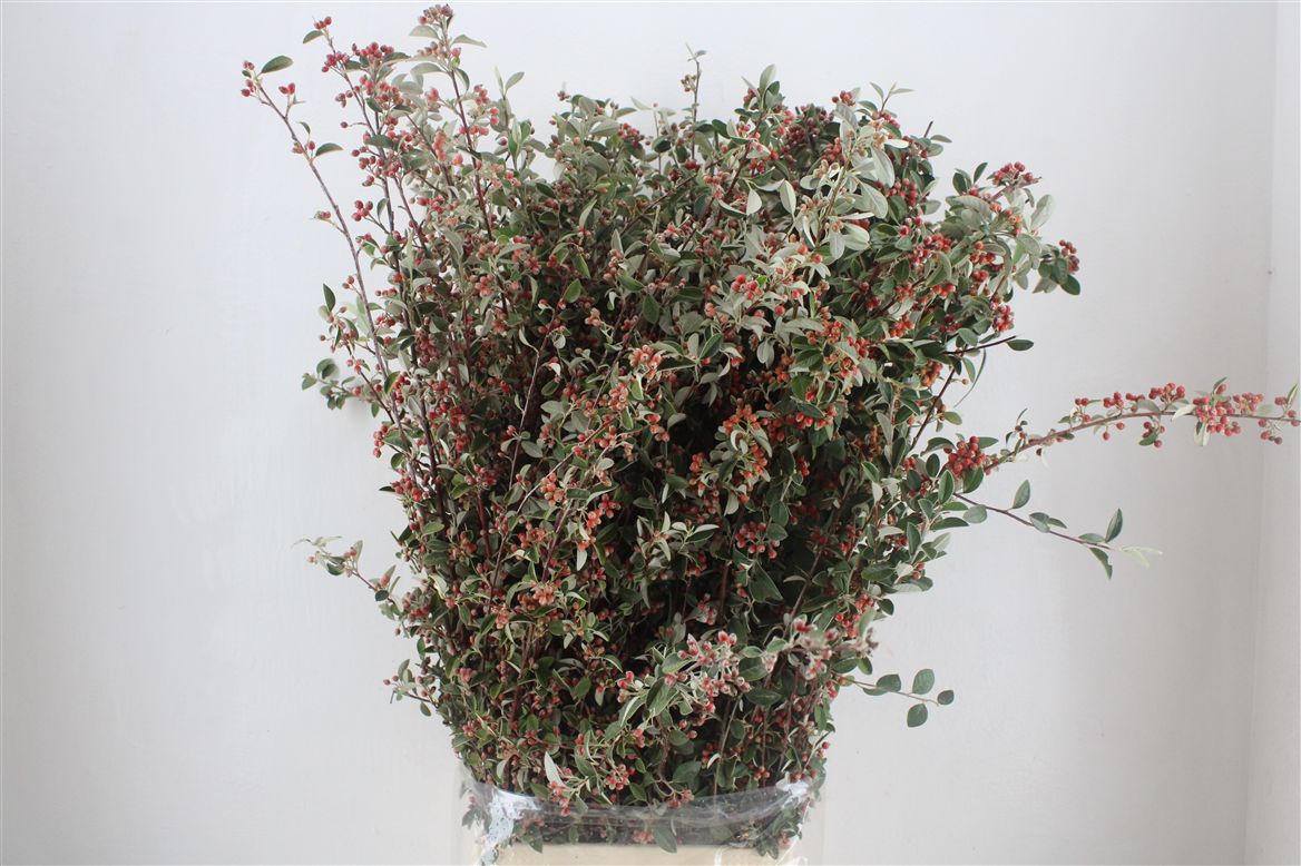 Cherry Blossom Per Bunch 70cm