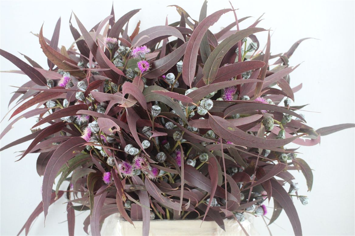 Eucalyptus Leaves Bnch 60cm 300gram