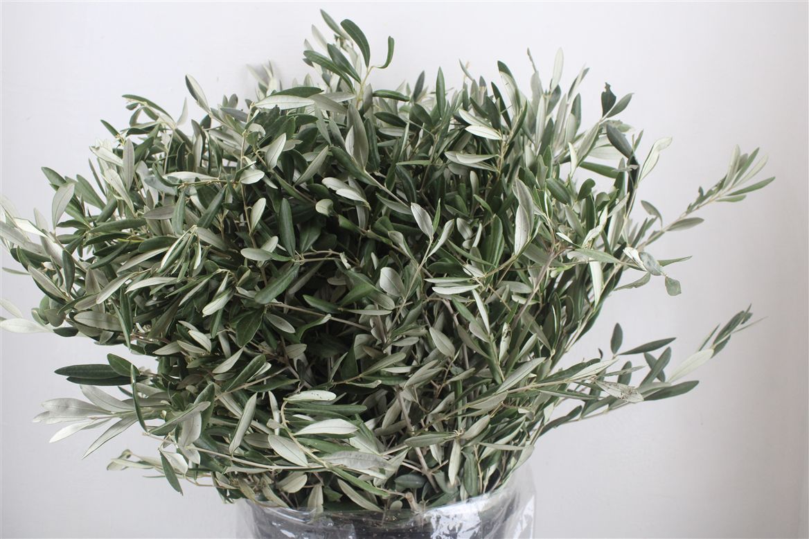 Olea Europaea Per Bunch 70cm 400gram