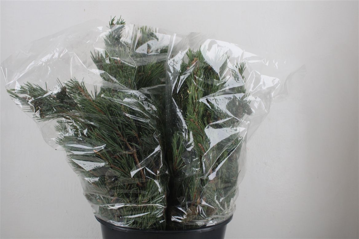 Pinus Strobus Per Bunch 55cm 300gr.