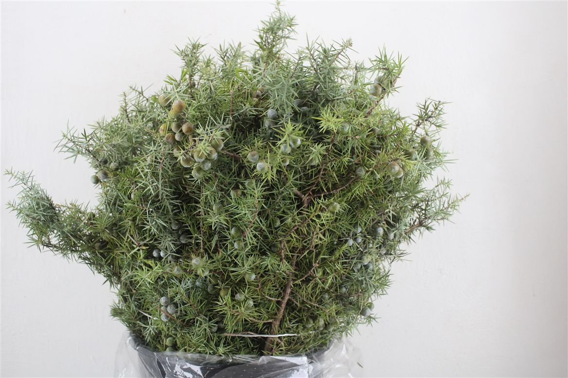 Green 50cm 400gram