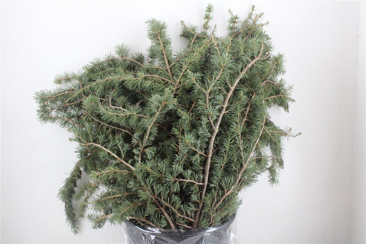 Pinus Strobus