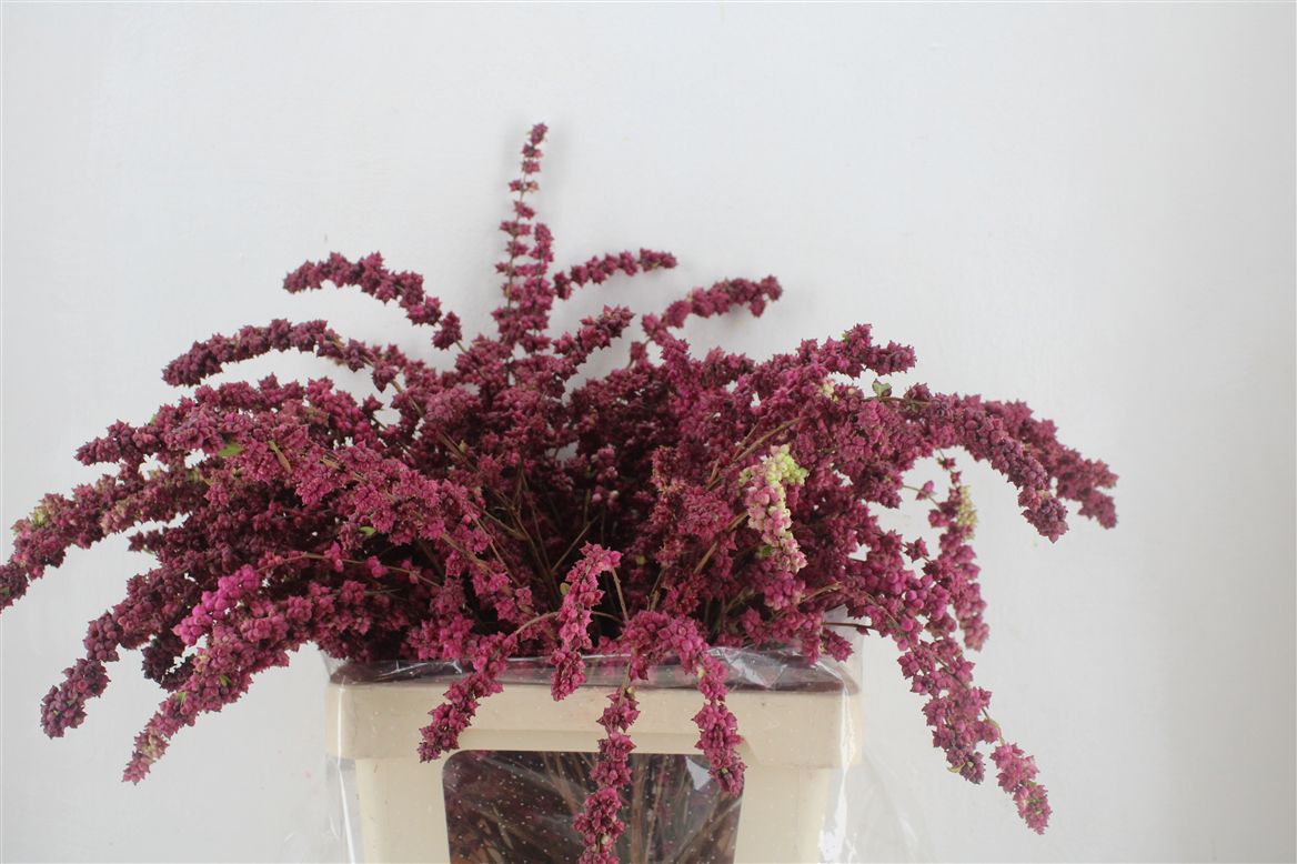 Symphocarpus Mag Treasure 70cm 250gram