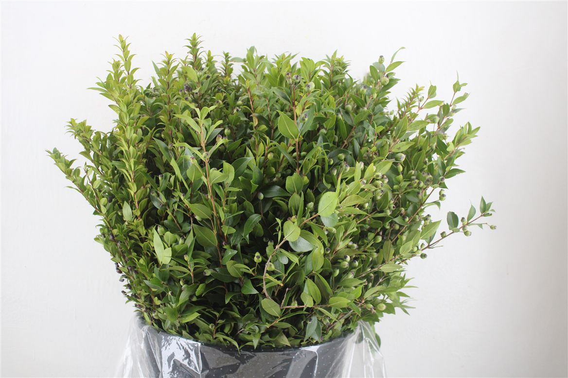 Myrtus Bes 60cm 400gram