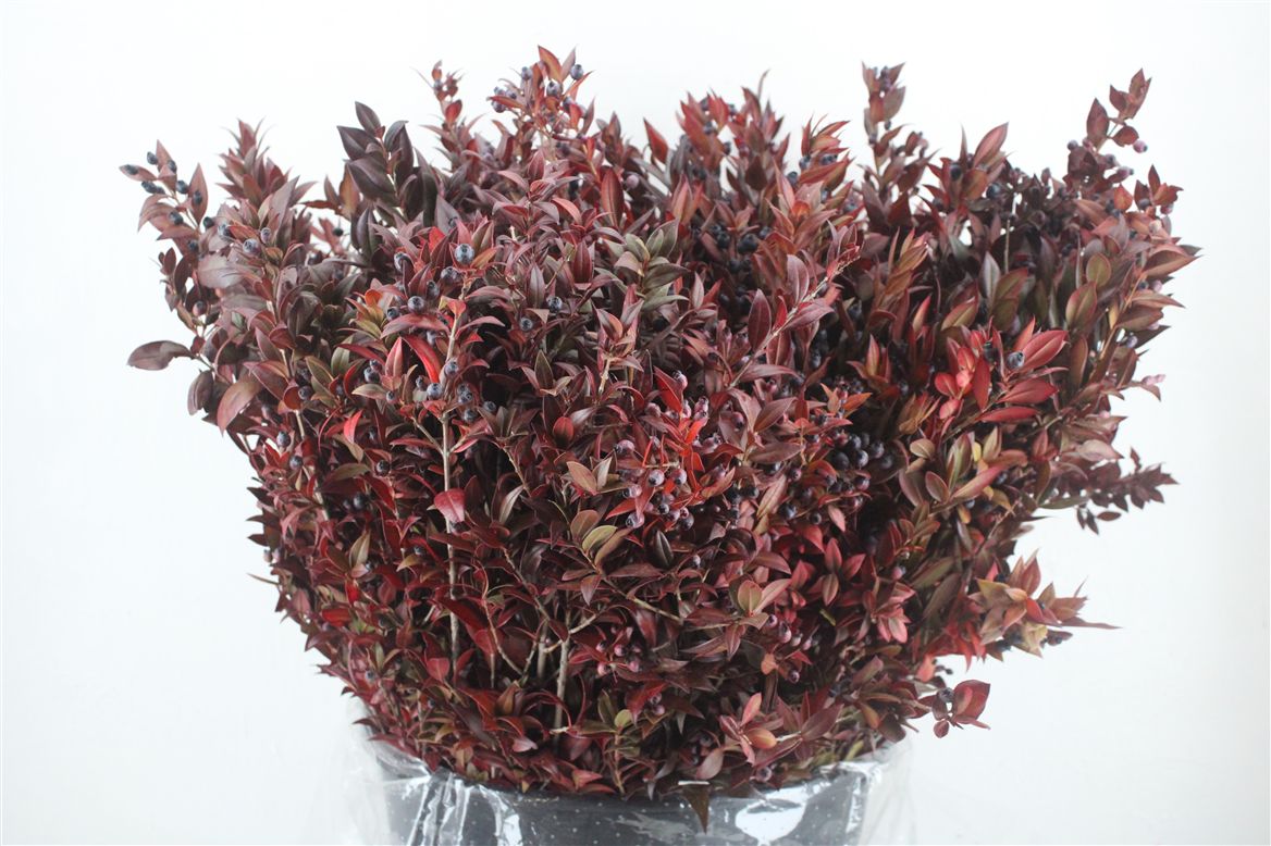 Myrtus Bes 60cm 400gram