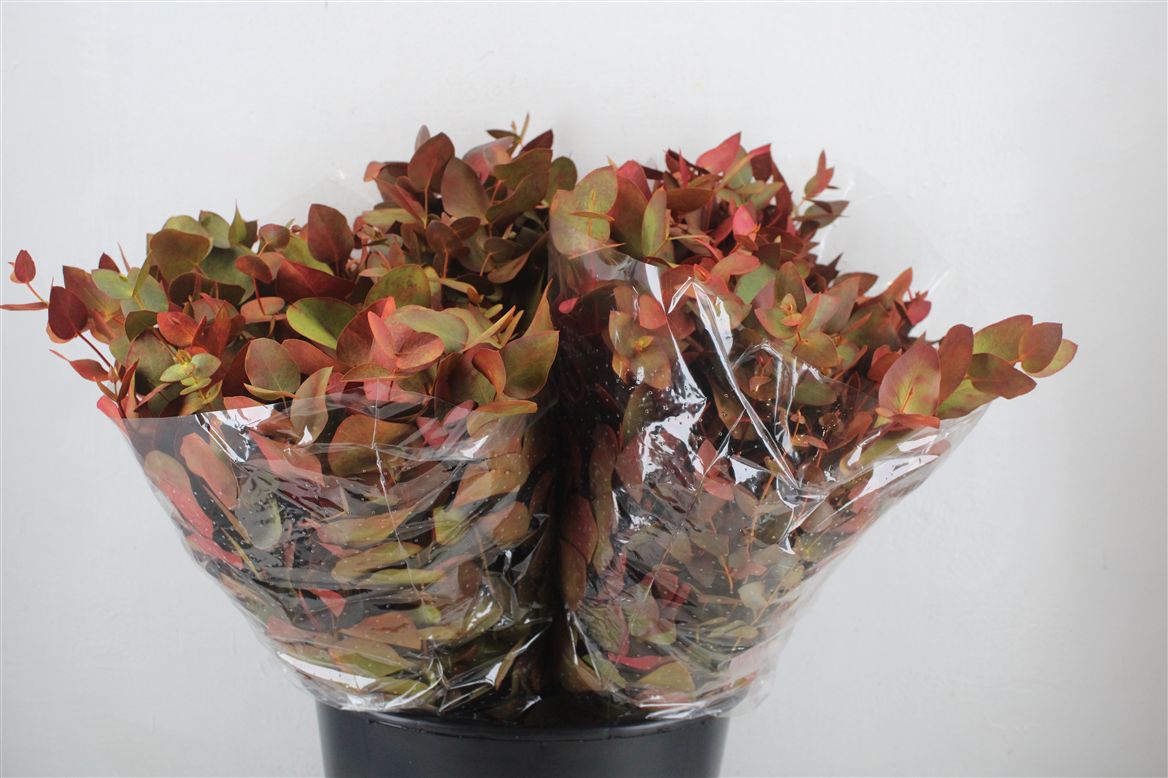 Ov Colrbehandeld 45cm 150gram
