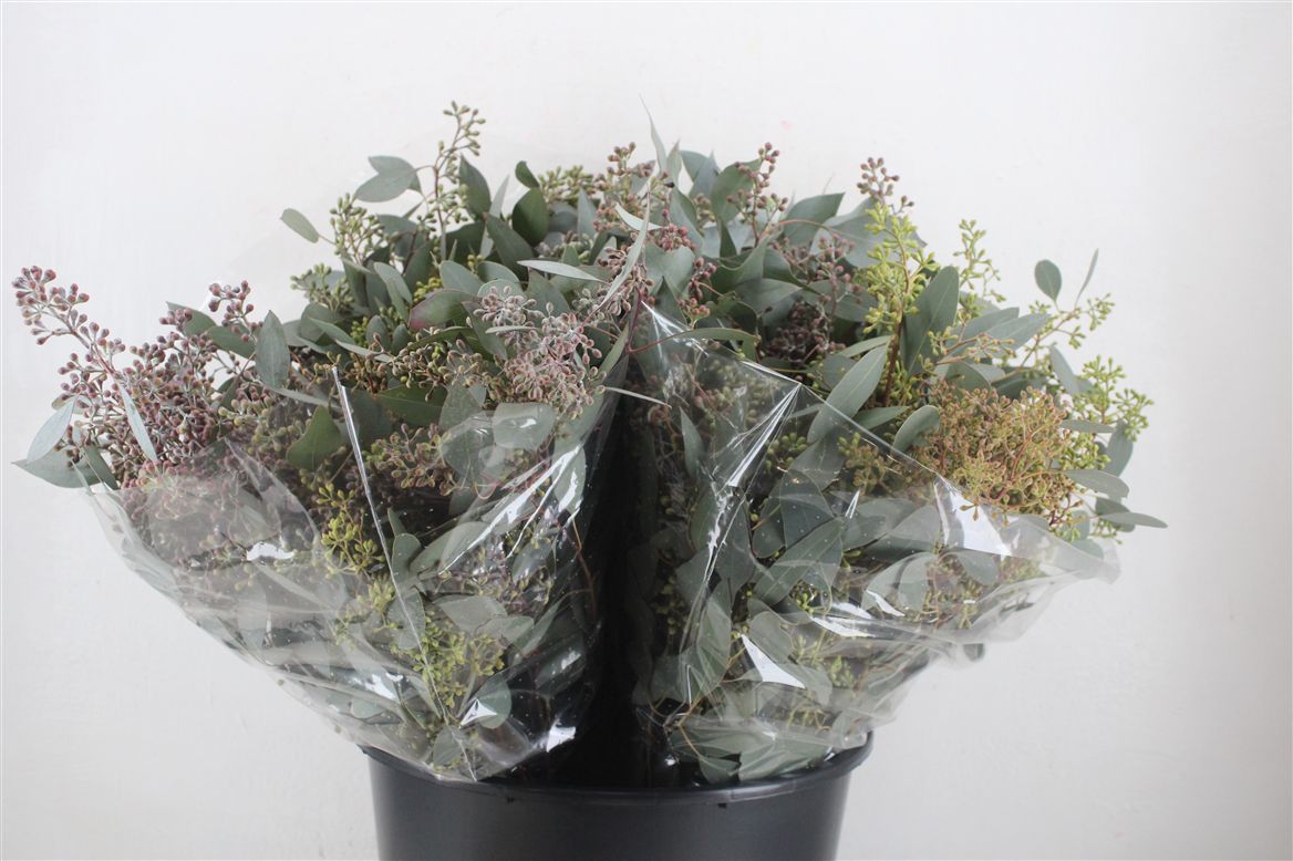 Eucalyptus Bnch Polyanthemos Fru 45cm 150gram