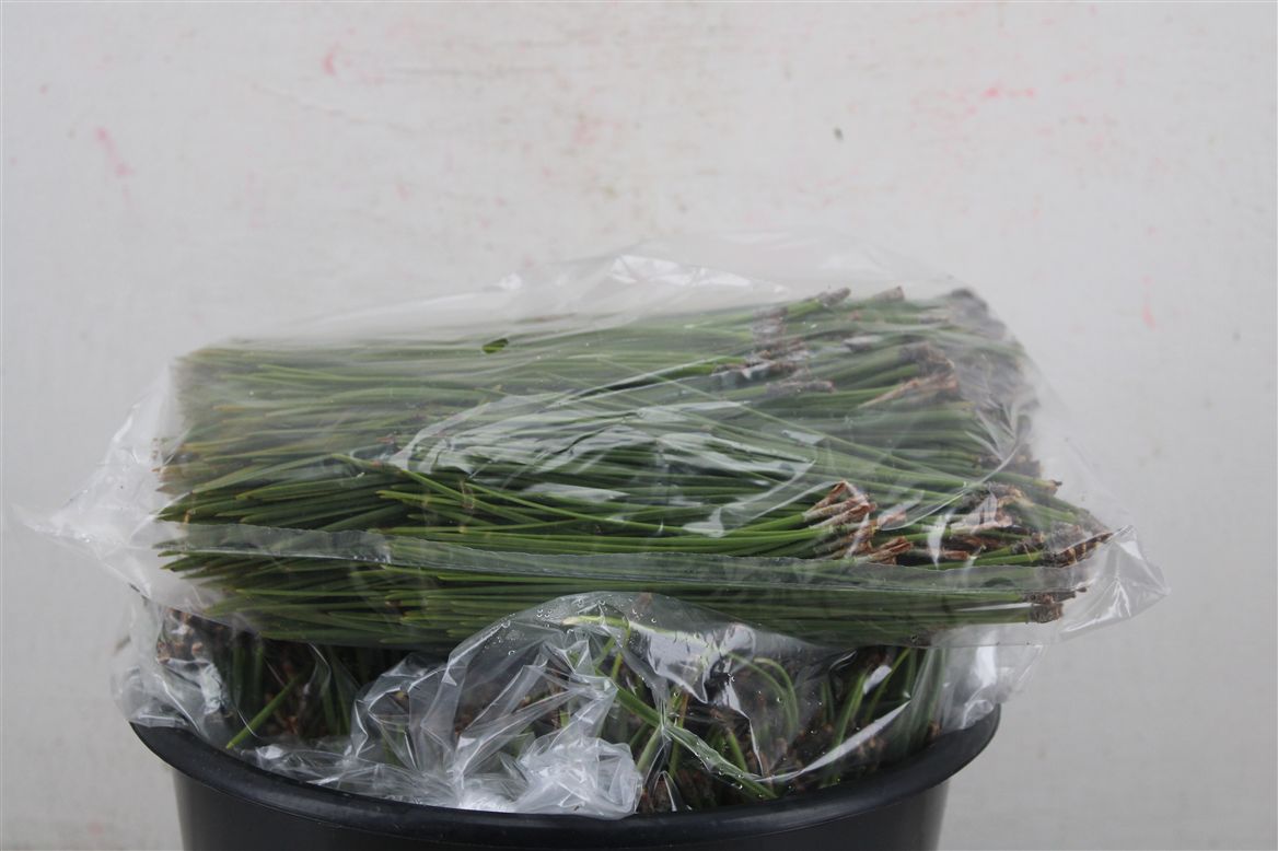 Pinus Overig 111Ø 500cm