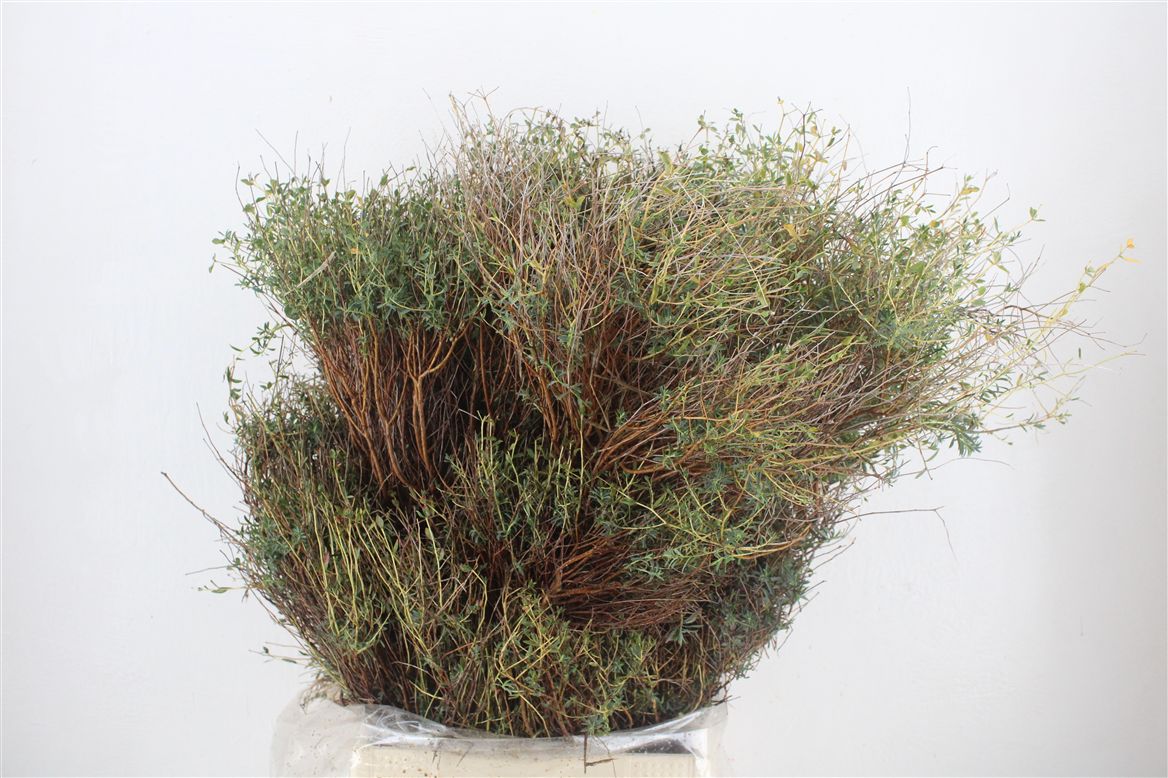 Euphorbia Spinosa Per Bunch 70cm