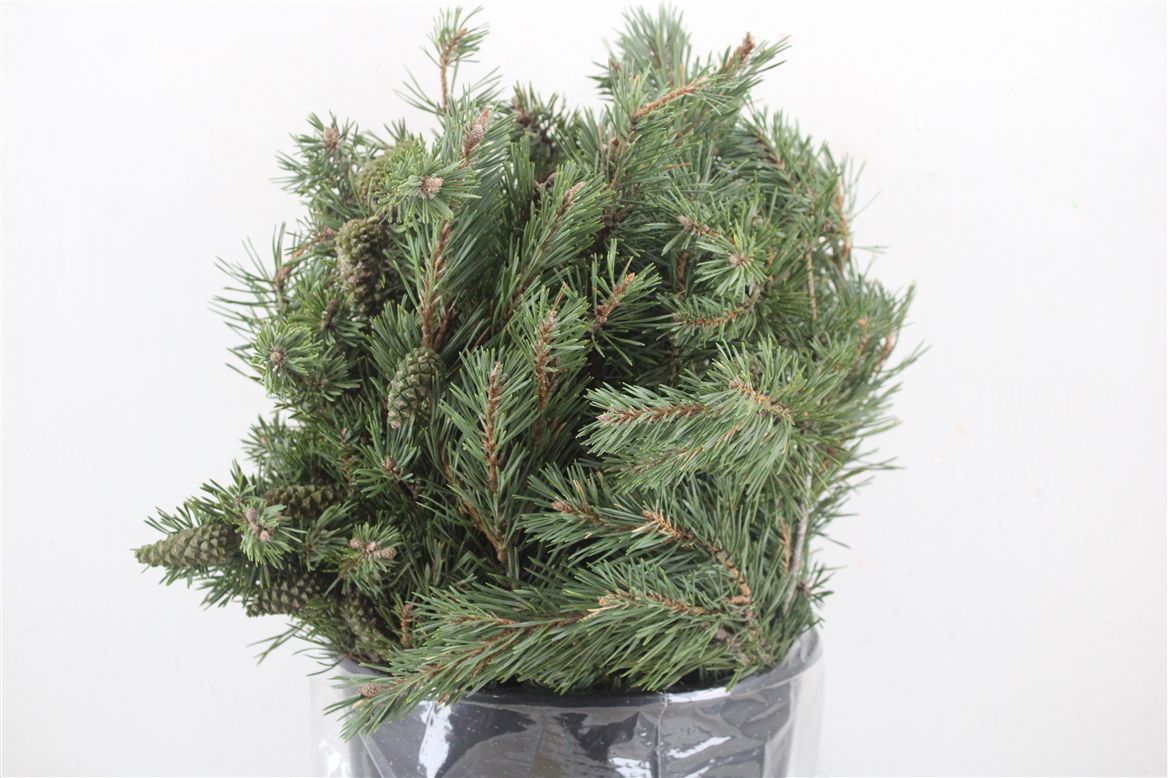Pinus Strobus Per Bunch 55cm 400gr.