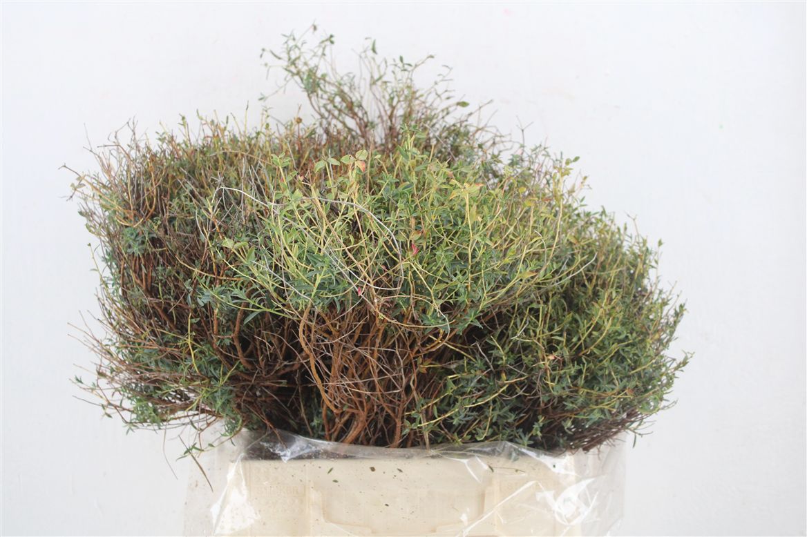 Euphorbia Spinosa Per Bunch 55cm