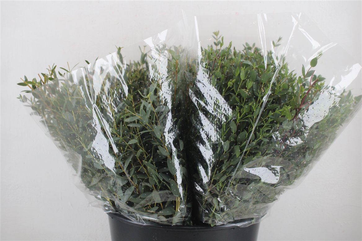 Eucalyptus Parvifolia 45cm 150gram