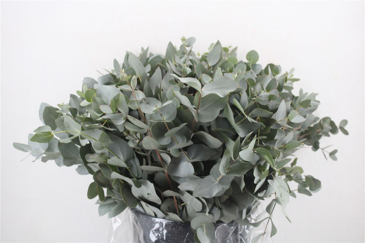 Eucalyptus Cinerea 45cm 300gram