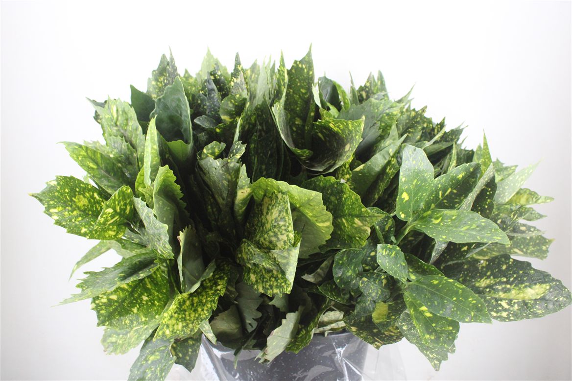 Overig Cutflowers 60cm 400gram