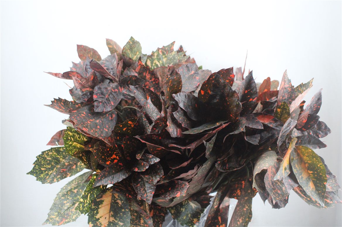 Aucuba Japonica Per Bunch 65cm 400gr.