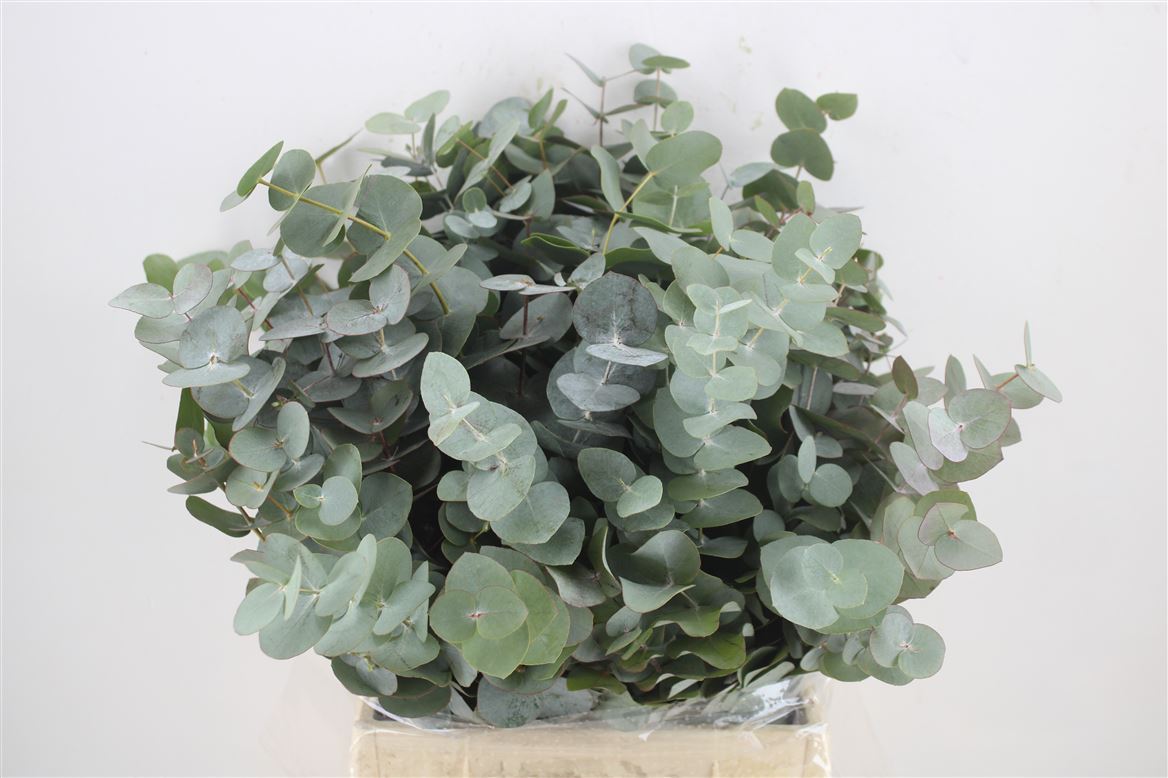 Eucalyptus Cinerea 45cm 150gram