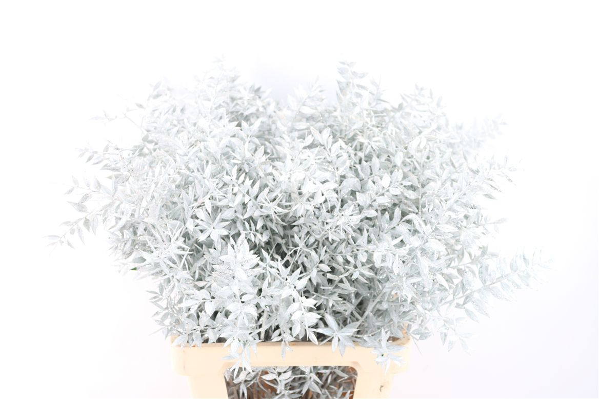 Ruscus Color Treated