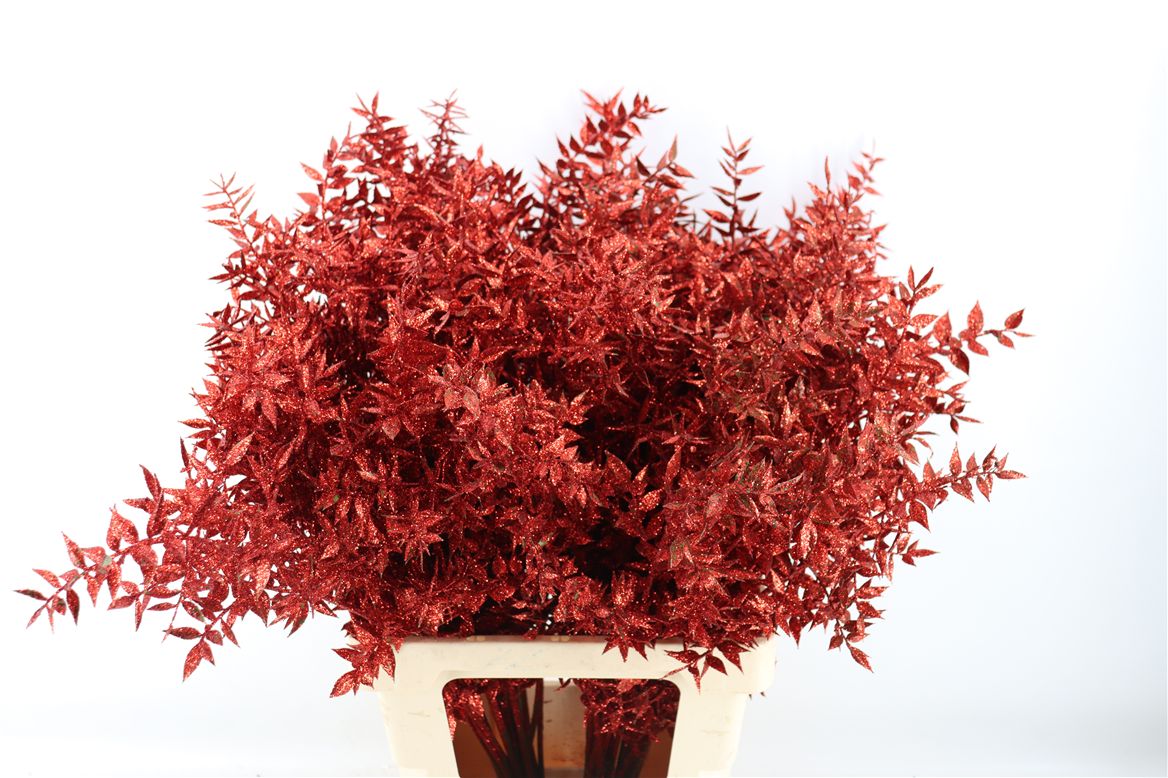 Pres Ruscus Gl Rood P Stem