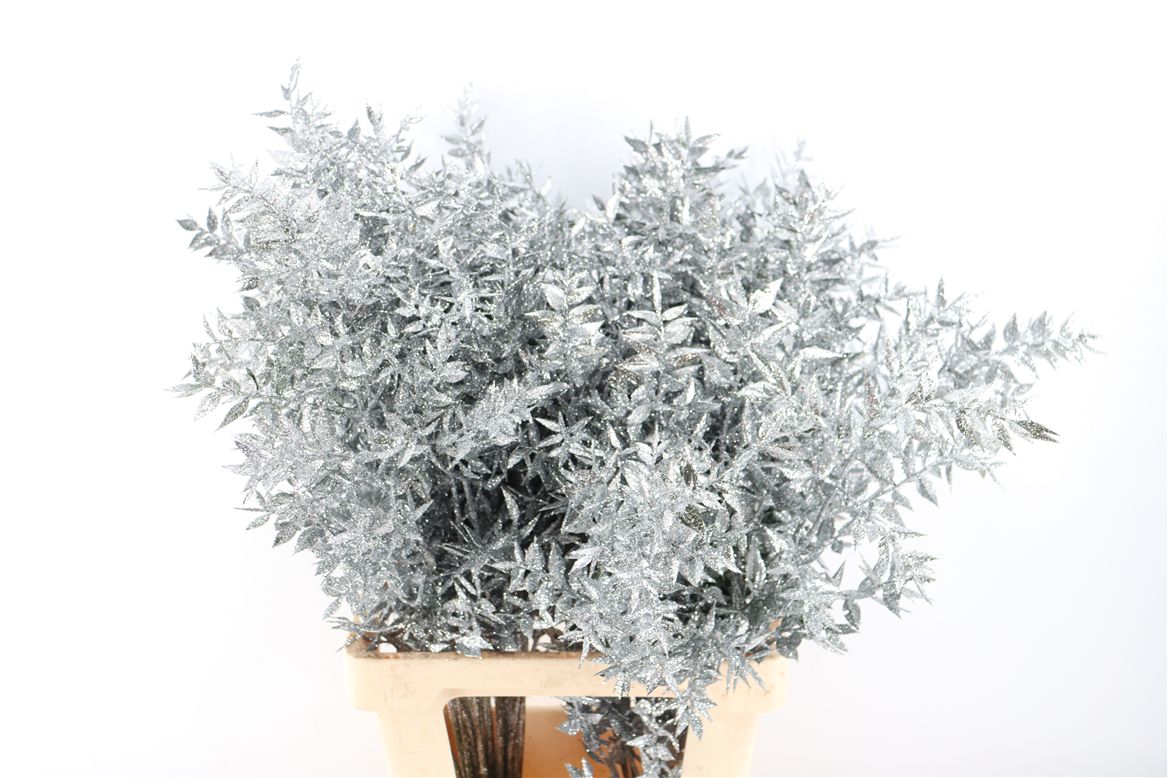 Pres Ruscus Gl Zilver P Stem