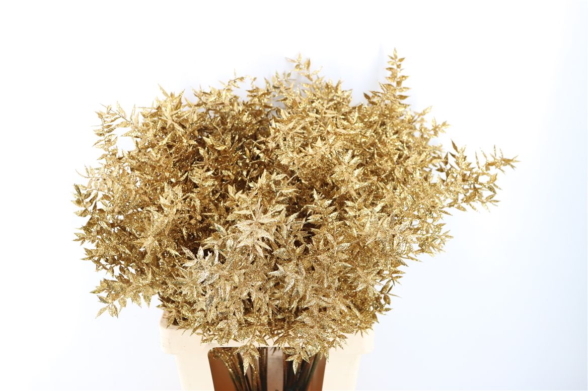 Pres Ruscus Gl Goud P Stem