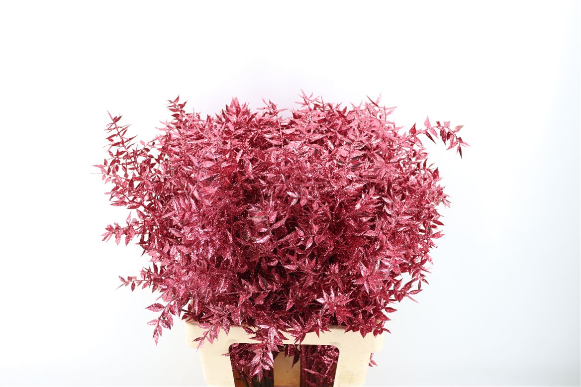 Pres Ruscus Gl Fuchsia P Stem