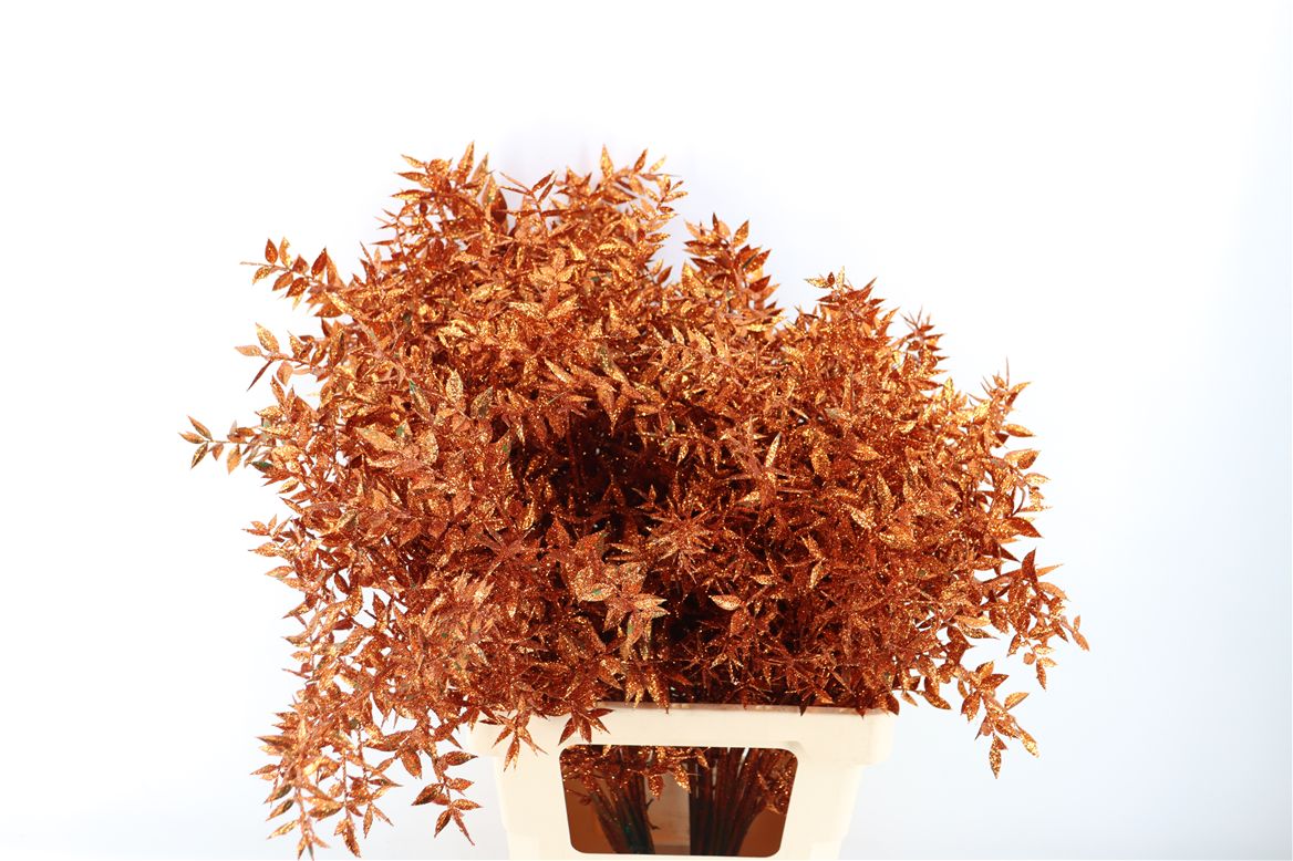 Pres Ruscus Gl Koper P Stem